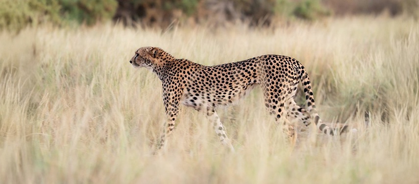 Cheetah Walking Safari Grassland