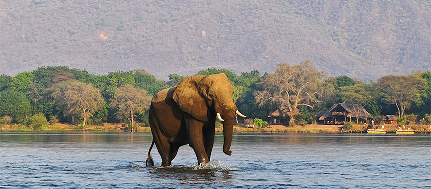 elephant wading through the lower Zambezi River, Zambia with Chiawa in the background.