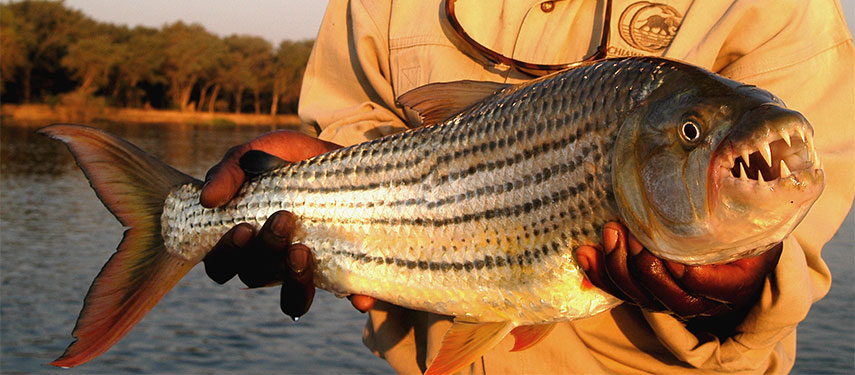 The ferocious tiger fish, caught in the Zambezi River