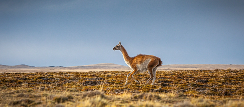 A solitary guanaco standing alert on the windswept Patagonian steppe, emblematic of wildlife in southern Argentina and Chile.