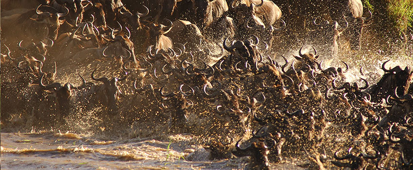 A dramatic river crossing of the Great Migration in Tanzania