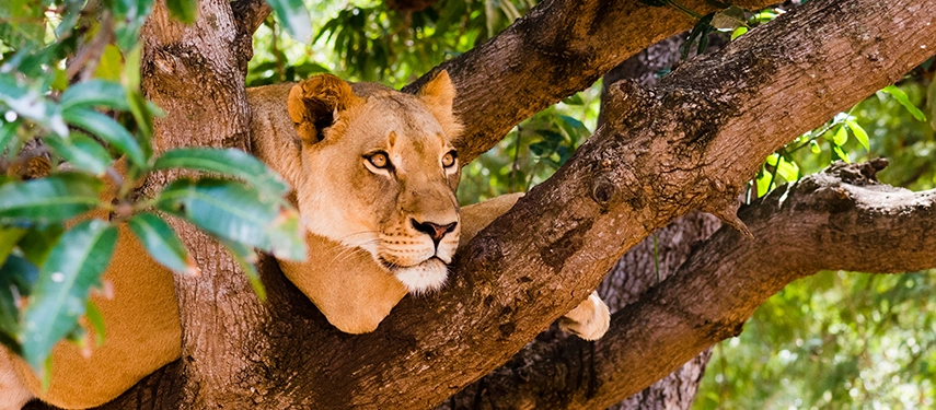 Alert lioness draped on sturdy tree branch in forested savannah