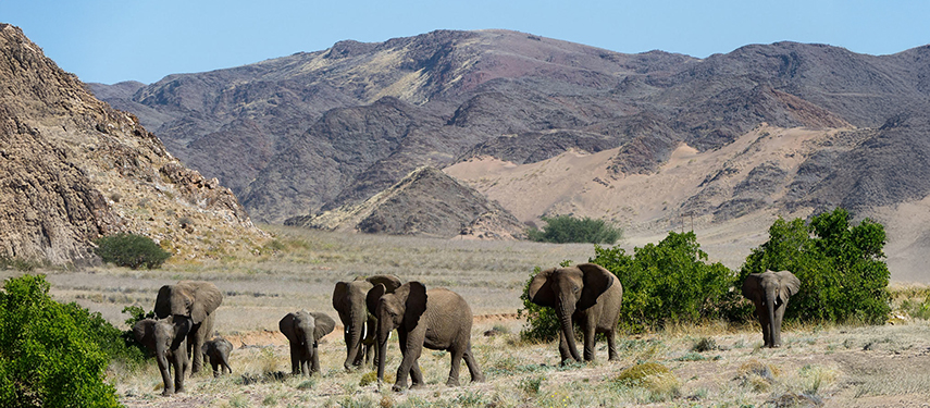 Desert Elephants Namibian Mountains Wilderness