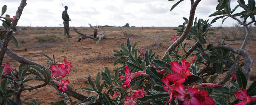 Vibrant pink flowers, with an armed park ranger in the background
