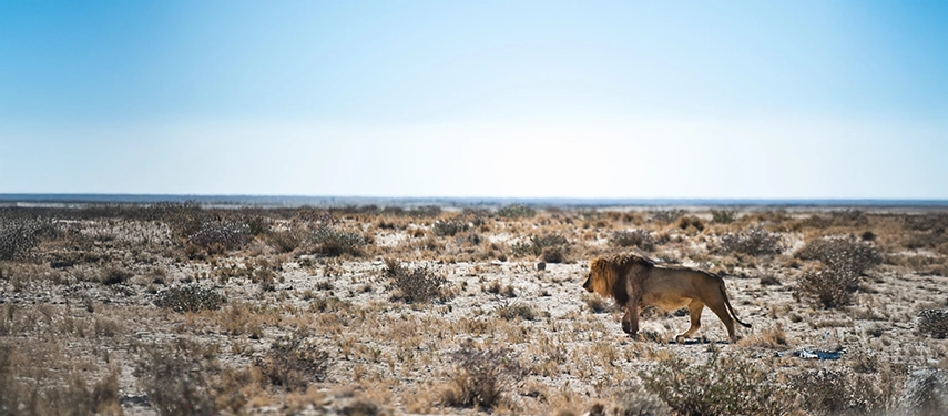 Lone lion walking across open plains under a bright sky