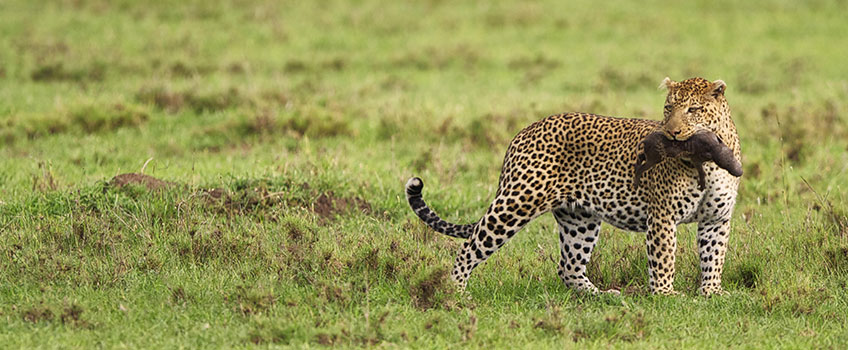 A leopard with a baby wildebeest in its mouth