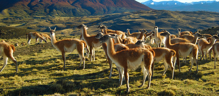 Guanaco in Torres del Paine Patagonia
