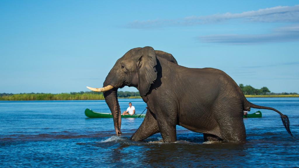 Conservation, great and small. Elephant wading through the Zambezi River near guests canoeing on a safari excursion from Tembo Plains Camp in Sapi Reserve, Zimbabwe.