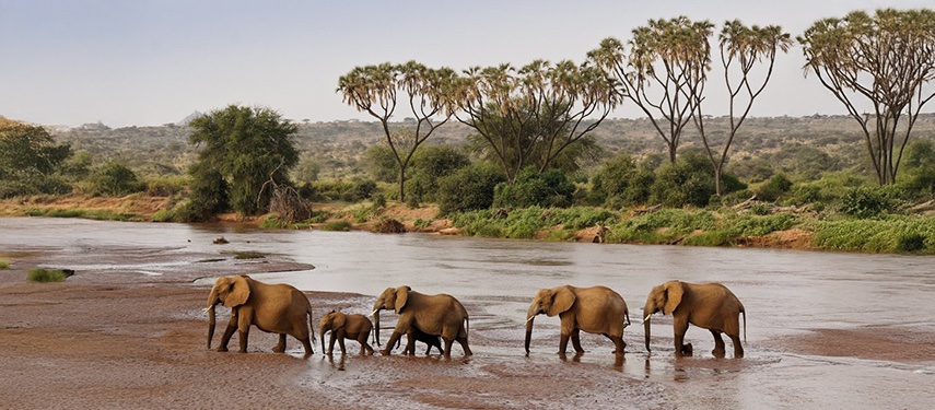Elephants Crossing Savannah River Acacia Trees