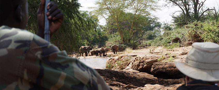 A walking safari watches elephants cautiously from a distance while on the Great Walk of Africa