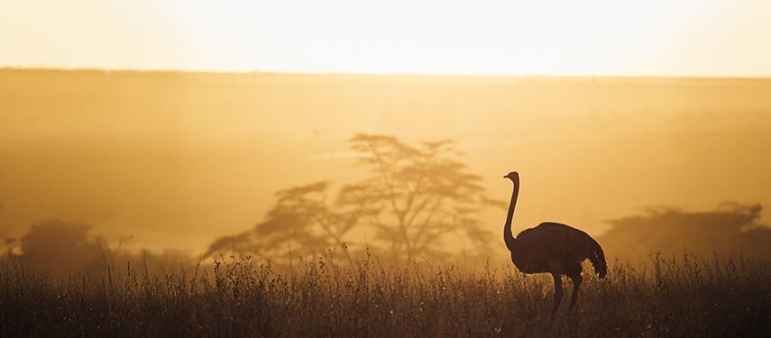 A lone ostrich stands silhouetted in golden light during sunrise in Nairobi National Park.