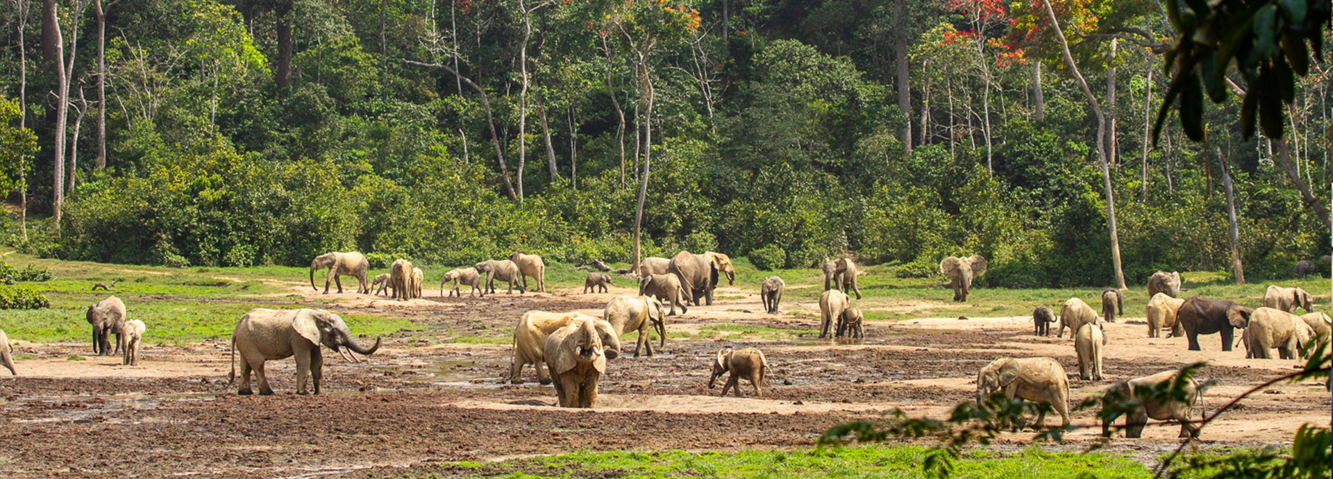 Congo wildlife safari