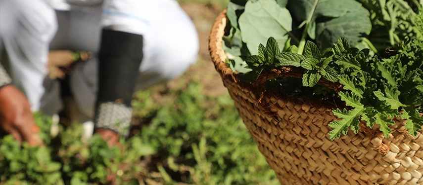 Freshly picked herbs in a woven basket during a garden harvest at Ksar El Kabbaba.