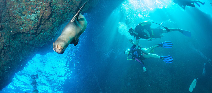 Enjoy the opportunity to scuba dive while on board the Galapagos Sky