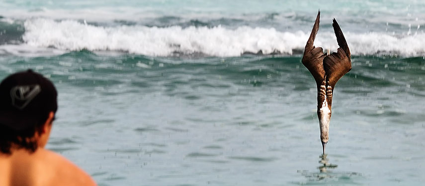 A gannet plunges into the water off the Galápagos as a man watches on