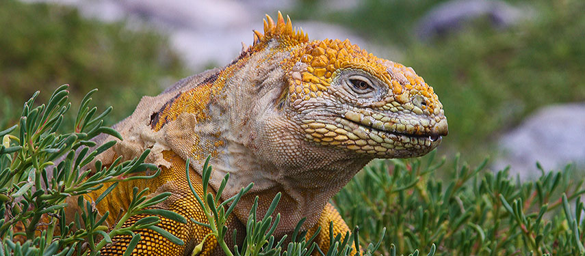 A close up of a land iguana on Santa Cruz Island in the Galápagos