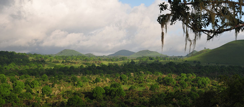 Panoramic view of the forested hinterland of Santa Cruz Island in the Galápagos