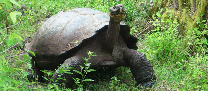 Giant land tortoise walking through shrubbery on Santa Cruz Island in the Galápagos