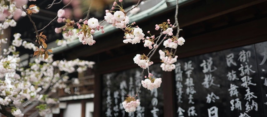 Delicate cherry blossoms frame a traditional wooden building, symbolising the fleeting beauty and seasonal rhythms of Japan.