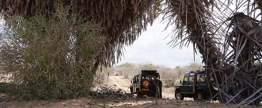 Four-wheel drive safari vehicles driving through the bush in Africa