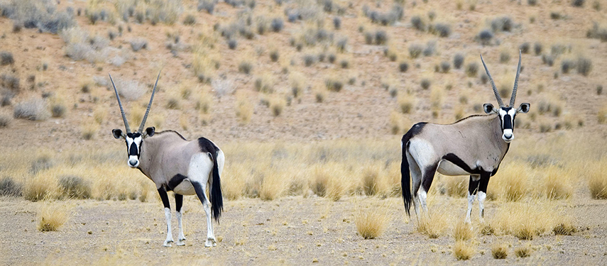Gemsbok Pair Desert Habitat Namibia