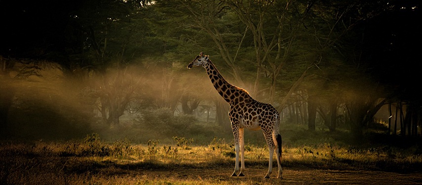 Giraffe African Savanna Trees