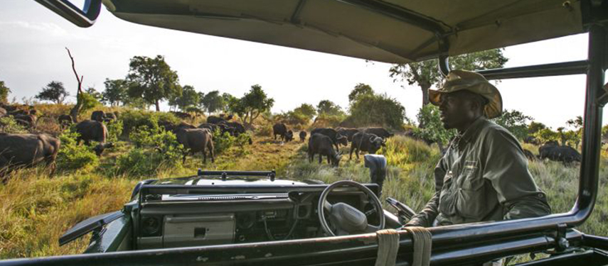 Head out on morning and afternoon game drives at Duba Explorers