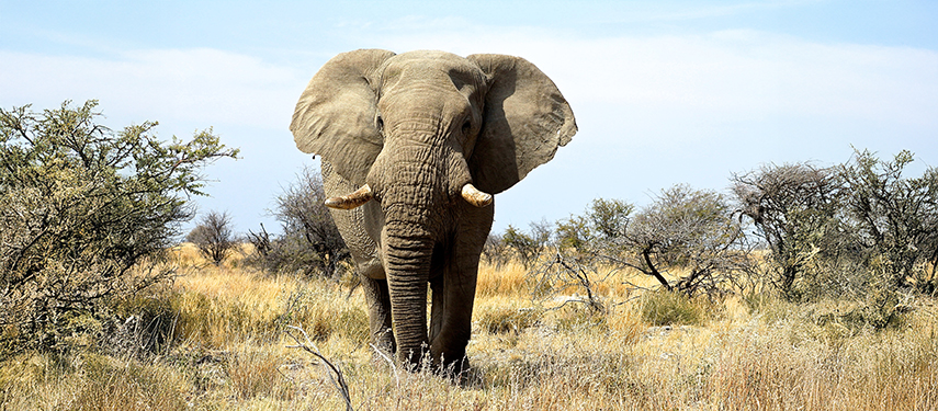 Close-up of a lone elephant standing among bushes and long grass on a clear day.