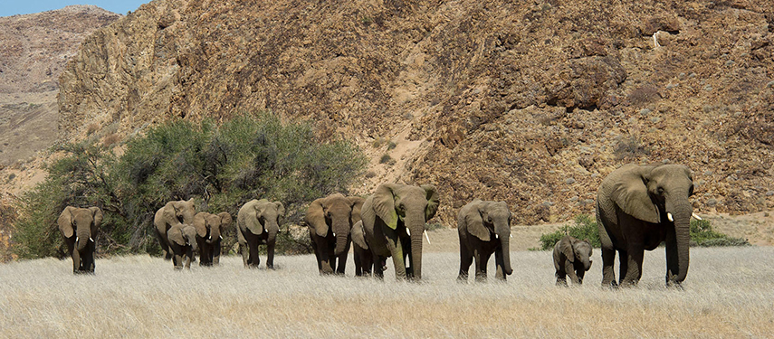 Herd Of Elephants Namibia Landscape Rocky Terrain