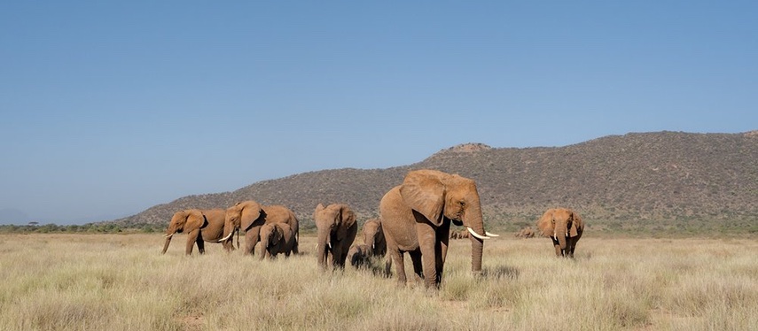 Herd Of Elephants Roaming Savanna