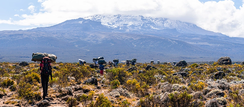 Porters carrying gear across alpine heathland on the slopes of Kilimanjaro with snow-covered summit ahead.