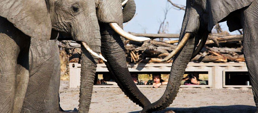 Close encounter with elephants from the hide at Hyena Pan in Botswana