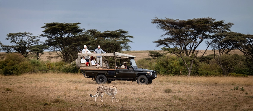 A cheetah crosses the open savannah in front of a game drive vehicle in the Mara North Conservancy, Kenya.