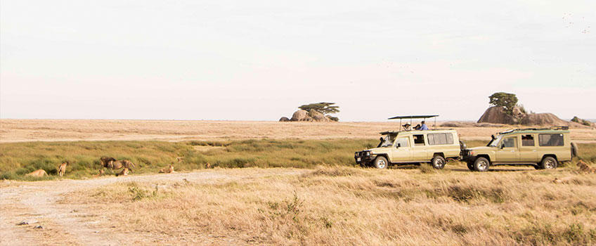 Two four-wheel drive game vehicles view a pride of lions in Tanzania