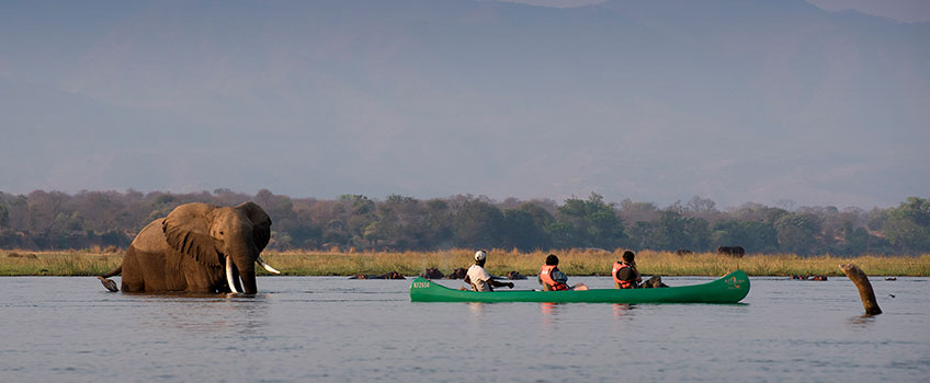 A canoeing safari on the Zambezi River viewing a large bull elephant 