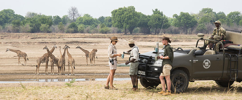 Tourists stop for a morning coffee near some giraffe during a game drive through South Luangwa National Park
