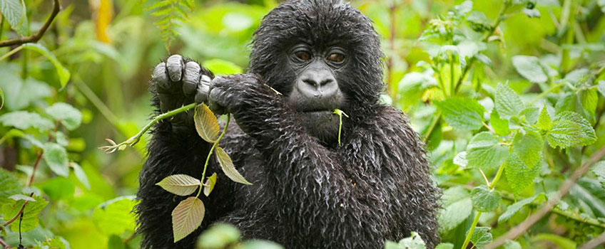 A juvenile gorilla spotted during magical gorilla safaris