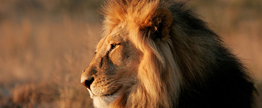 A lion at sunset in Kruger National Park, South Africa