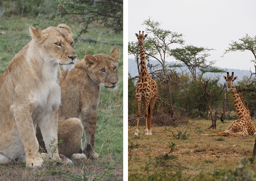 Lions standing in the rain, and a pair of giraffe watch passers by.