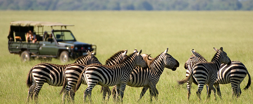 A safari vehicle watches a small herd of zebra as part of wildlife conservation eco tourism