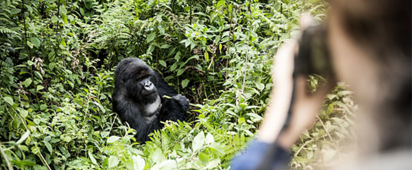 A tourist taking a photo of a wild gorilla on gorilla safaris