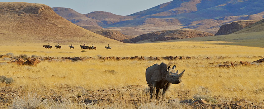A horseback safari passes by a rhino in Laikipia County, Kenya