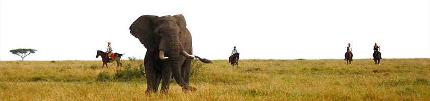 Horse riders watch a large elephant on the Masai Mara
