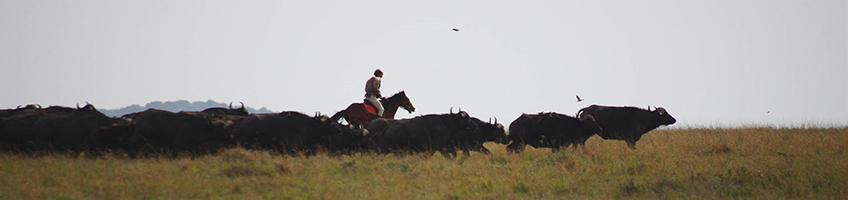 Horse riding with the Great Migration on the Serengeti