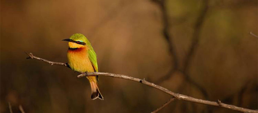 Beeater relaxing on a branch in the Madikwe Reserve at Jaci's Safari Lodge