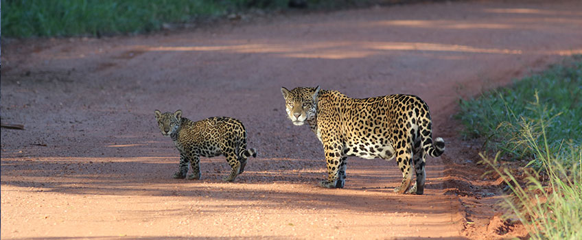 Mother and cub spotted on a jaguar safari in Brazil