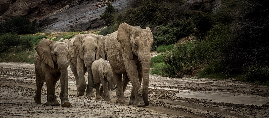 A herd of desert-adapted elephants, including calves, walking together along a dry riverbed in the Hoanib region.