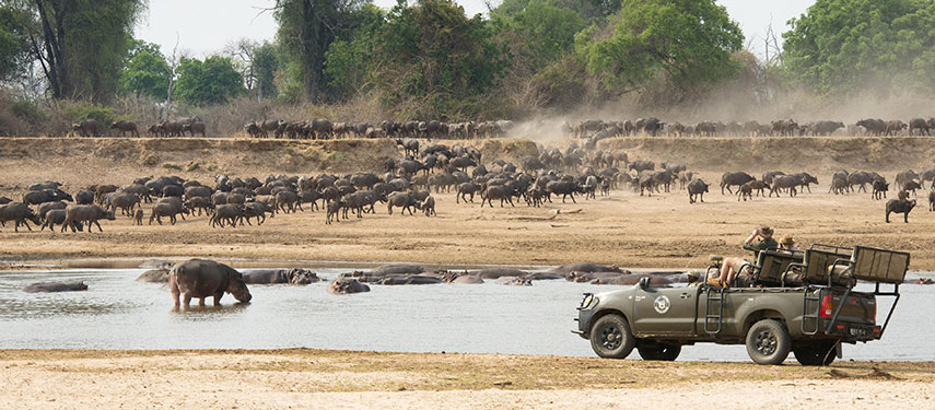 At Kaingo Camp, enjoy game drives where large numbers of wildlife gather at the nearby waterhole