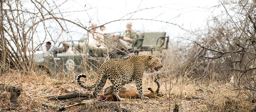 Leopard standing over his kill at Kaingo Camp in the South Luangwa