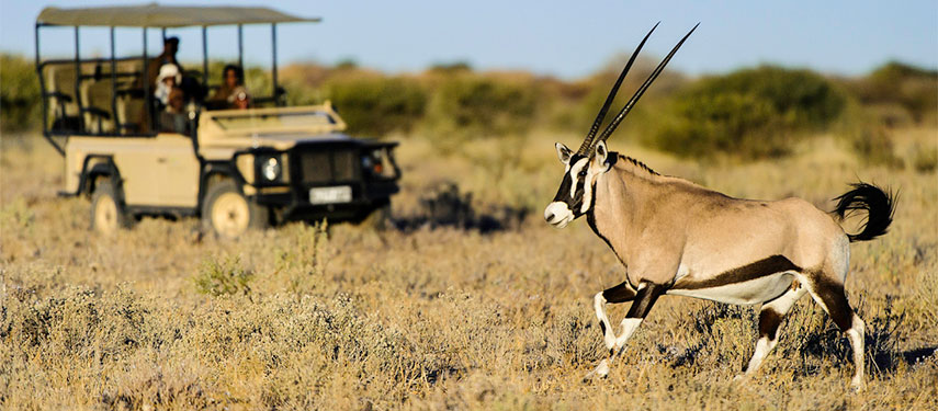 Game drive deep into the Kalahari in search of desert adapted wildlife at Kalahari Plains